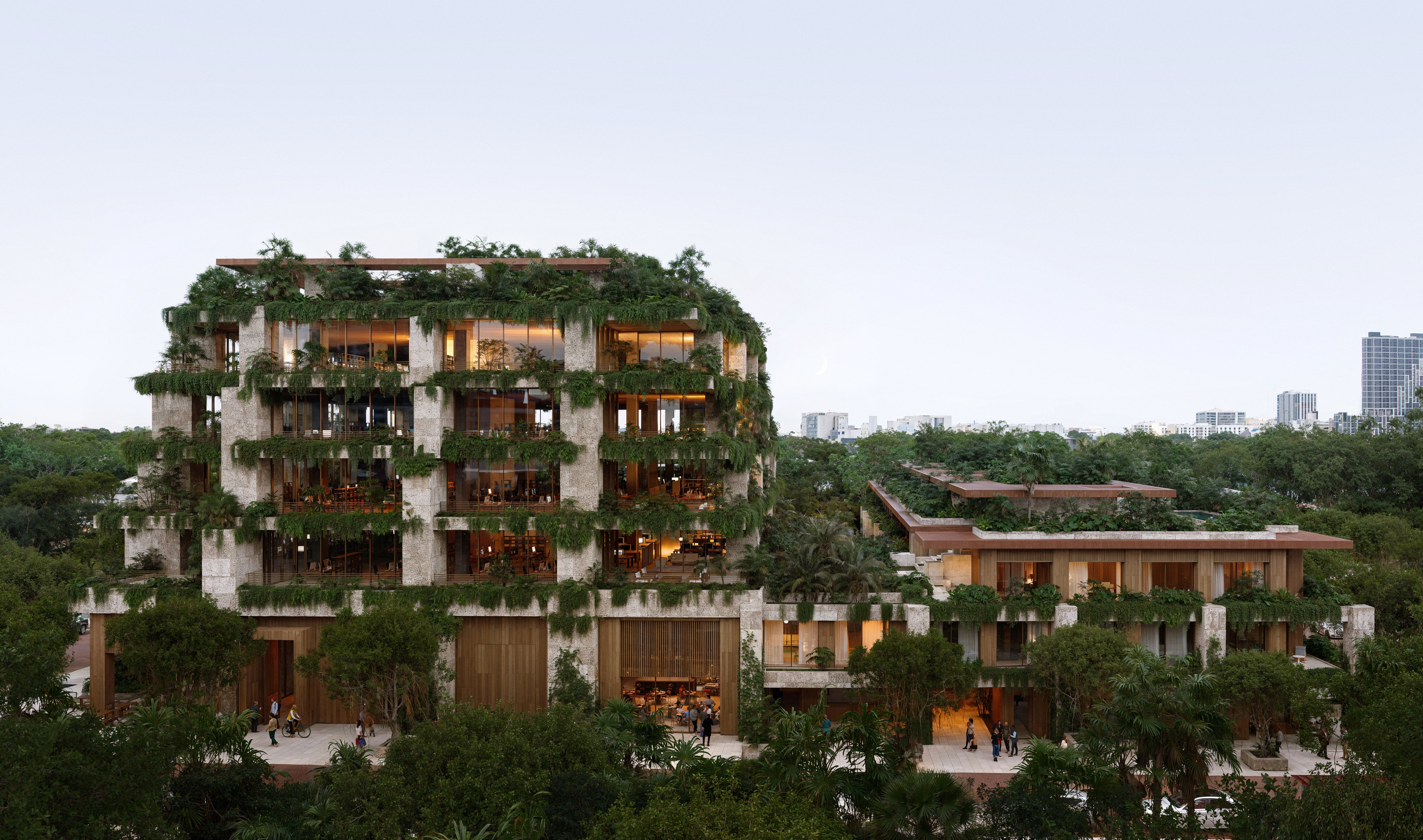 チランジア Coconut Grove Tillandsia 'Coconut Grove' – Tropiflora